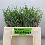 Fritillaria Meleagris 30cm