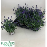 Lavandula Lavendel an lavance purple 11cm