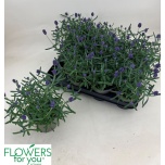 Lavandula Lavendel an lavance purple 11cm