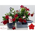 Mandevilla Mandevill sund red 23cm
