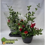 Mandevilla Mandevill sund red 25cm