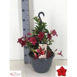 Mandevilla Mandevill sund red 27cm