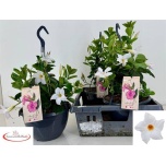 Mandevilla Mandevill sund white 23cm