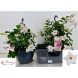 Mandevilla Mandevill sund white 23cm