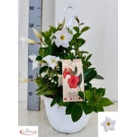 Mandevilla Mandevill sund white 27cm