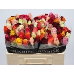 Roos 50cm mix rainbow Sunrise