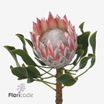 Protea Prootea Cynaroides 50cm