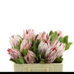 Protea Prootea Cynaroides 50cm