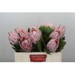 Protea Prootea Cynaroides 50cm