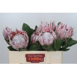 Protea Prootea Cynaroides 50cm