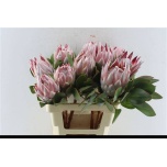 Protea Prootea Cynaroides 60cm