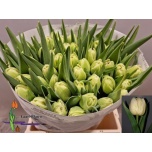 Tulp do Verona