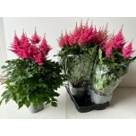 Astilbe arendsii grp drum and bass 14cm