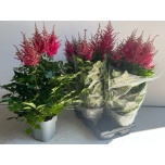 Astilbe arendsii grp drum and bass 14cm