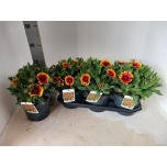 Gaillardia aristata arizona sun 19cm