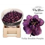 Tulp paint 38cm