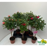 Rosa Potiroos mixed 14cm