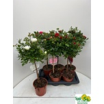 Rosa Potiroos other mix 17cm