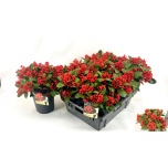 Skimmia japo obsession 19cm