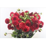 Dahlia Daalia Red Cap 50cm