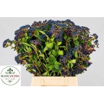 Viburnum tinus 60cm (pk)