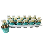 Iris Iiris danfordiae 9cm