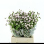 Gomphrena Kerarebashein ov 45cm