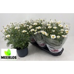 Argyranthemum Hõbekakar frutescens other 19cm