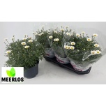 Argyranthemum Hõbekakar frutescens other 19cm