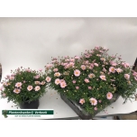 Argyranthemum Hõbekakar 19cm valged ja roosad mix