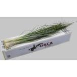 Beargrass Karuhein Orca 75cm pk