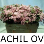 Achillea ov 50cm