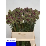 Allium sphaerocephalon 80cm