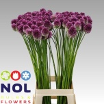 Allium Lauk sphaerocephalon 90cm