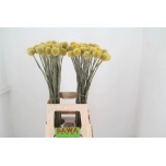 Craspedia Kerajas varblill 70cm