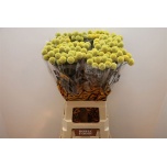 Craspedia Kerajas varblill 70cm