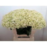 Hydrangea Hortensia ov 60cm*5
