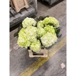 Hydrangea Hortensia ov 60-65cm*5
