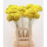 Achillea parkers variety 75cm