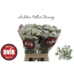 Achillea Raudrohi White Beauty 70cm