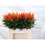 Celosia Mätashari Plum Apricot Brandy 60cm