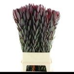 Leucadendron Valgepuu Safari Sunset 100cm