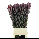 Leucadendron Valgepuu Safari Sunset 110cm