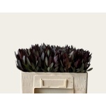 Leucadendron Valgepuu Safari Sunset 50cm
