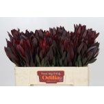 Leucadendron Valgepuu Safari Sunset 50cm