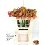 Sarracenia 50cm