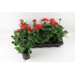 Pelargonium Pelargoon zon other 10cm
