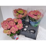 Hydrangea Hortensia Blauer Zwerg 15cm