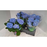 Hydrangea Hortensia Blauer Zwerg 15cm