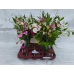 Lathyrus Lillhernes mix 45cm